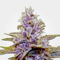 BLUE DREAM AUTO - 420 FASTBUDS BLUE DREAM AUTO - 420 FASTBUDS