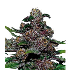 BLACKBERRY MOONROCKS AUTO – ANESIA SEEDS BLACKBERRY MOONROCKS AUTO – ANESIA SEEDS