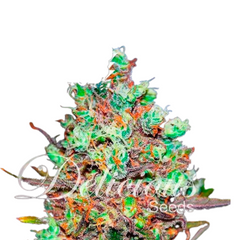 COTTON CANDY KUSH EARLY VERSION  - DELICIOUS SEEDS. COTTON CANDY KUSH EARLY VERSION  - DELICIOUS SEEDS.