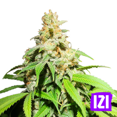 AUTO GLUE XXL 🌿 AUTO GLUE XXL 🌿