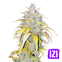 AUTO WHITE DEVOTCKA 🌿 AUTO WHITE DEVOTCKA 🌿