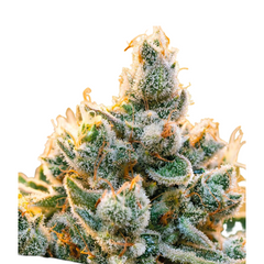 VANILLA FROSTING - ANESIA SEEDS VANILLA FROSTING - ANESIA SEEDS