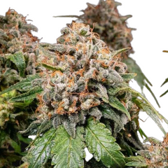 WHITE WIDOW XXL AUTO  - BARNEY'S FARM WHITE WIDOW XXL AUTO  - BARNEY'S FARM