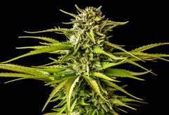 KANNABIA SEEDS -  BREAK UP CAKE KANNABIA SEEDS -  BREAK UP CAKE