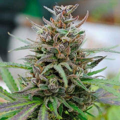 KANNABIA SEEDS -  BABY BOOM AUTO KANNABIA SEEDS -  BABY BOOM AUTO
