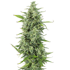 TANGIE AUTO - 420 FASTBUDS TANGIE AUTO - 420 FASTBUDS