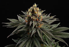 KANNABIA SEEDS -  SATIVA DREAM KANNABIA SEEDS -  SATIVA DREAM