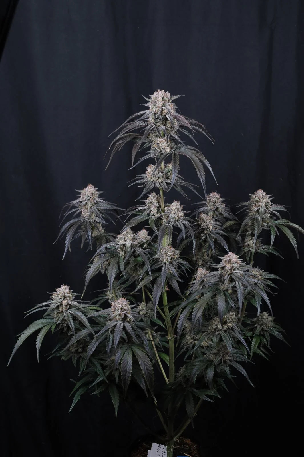 Mango Frost Auto 420 FAST BUDS 3 SEEDS