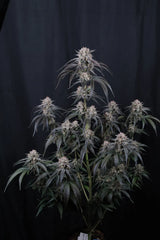 Mango Frost Auto 420 FAST BUDS 3 SEEDS