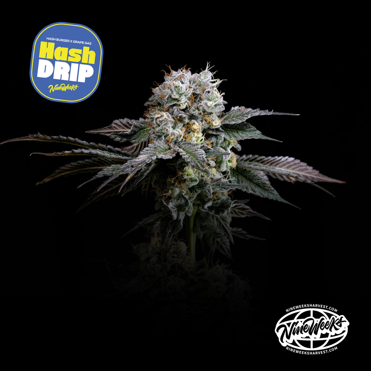 Hashdrip Nine Weeks Harvest