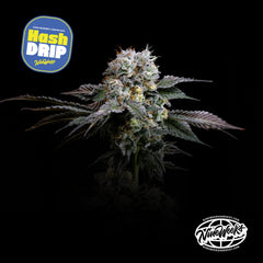 Hashdrip Nine Weeks Harvest