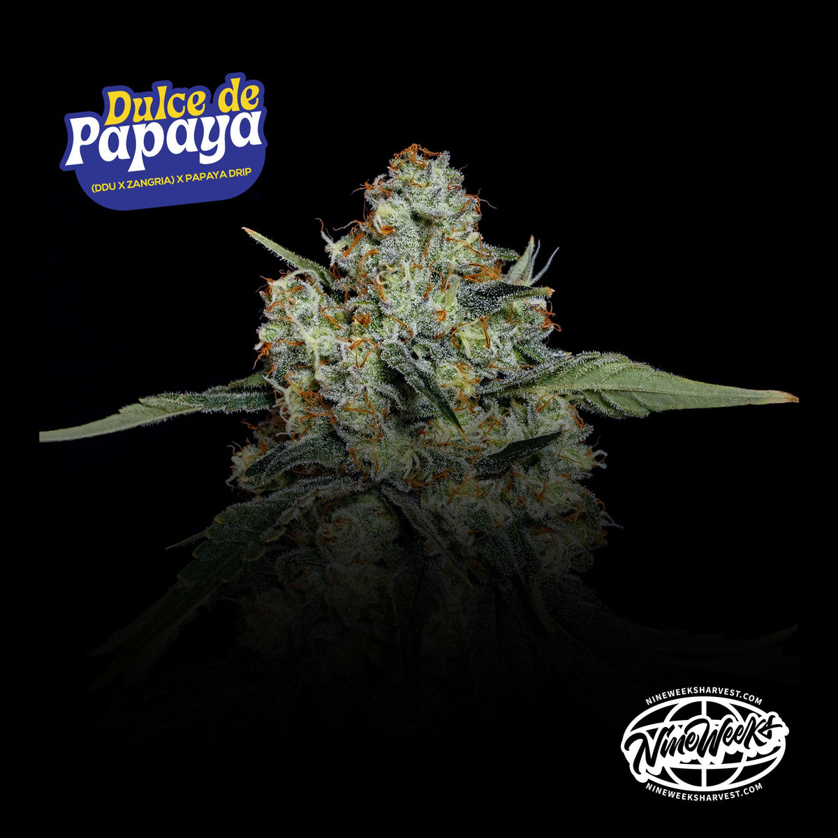 Dulce de Papaya Nine Weeks Harvest
