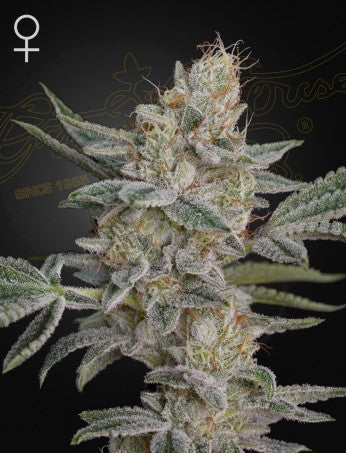 Super Lemon Haze x GMO by Green House Seed Co. 🌿