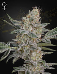 Super Lemon Haze x GMO by Green House Seed Co. 🌿