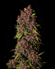 CRYSTAL METH AUTO - 420 FASTBUDS