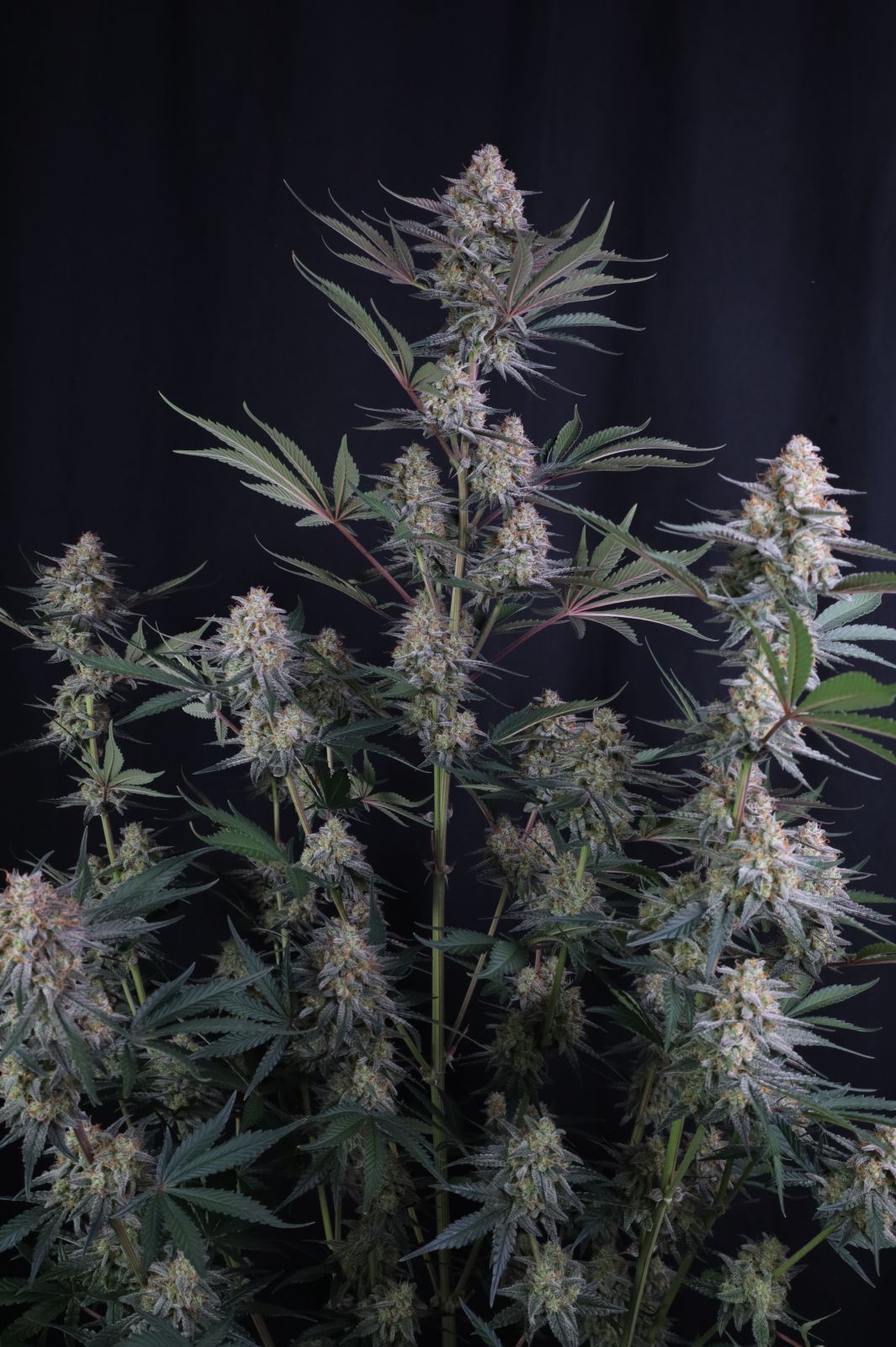 Lemon Tree Auto 420 FAST BUDS 3 SEED