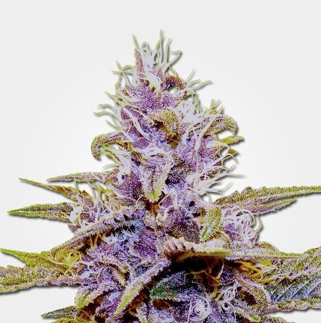 BLUE DREAM AUTO - 420 FASTBUDS