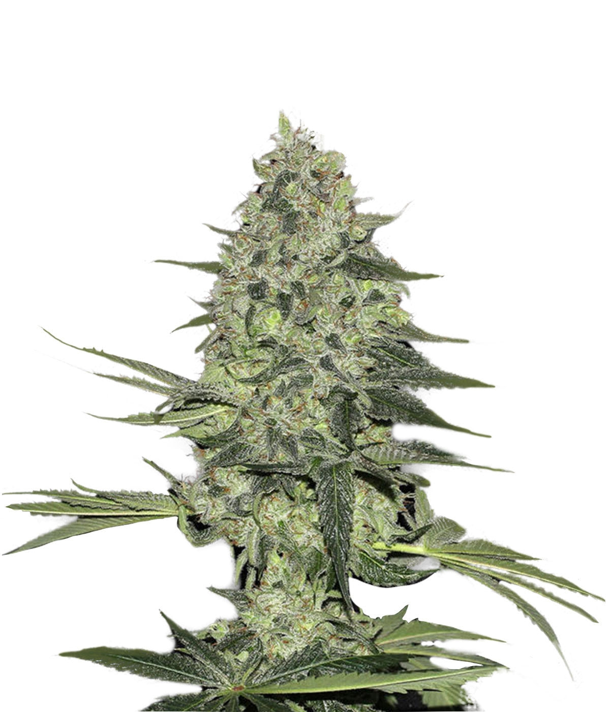 Rhino Ryder Auto - 420 FastBuds