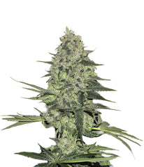 Rhino Ryder Auto - 420 FastBuds