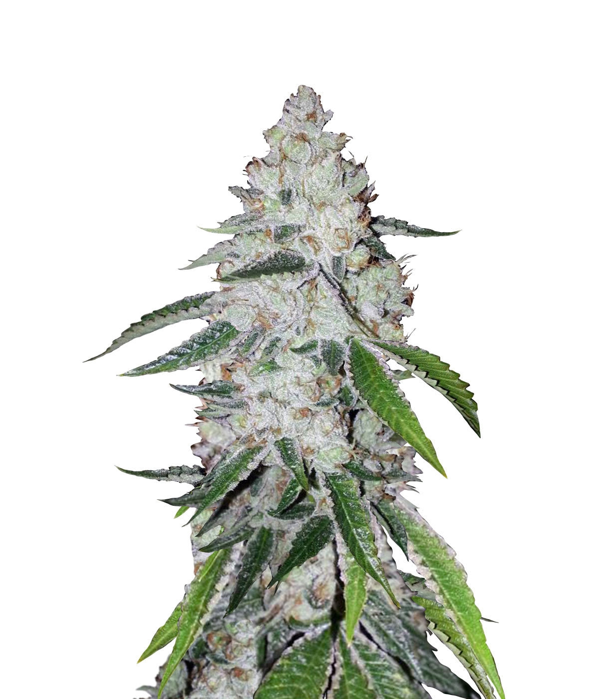 West Coast OG Auto - 420 FastBuds