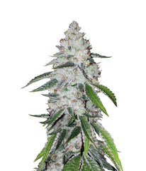 West Coast OG Auto - 420 FastBuds