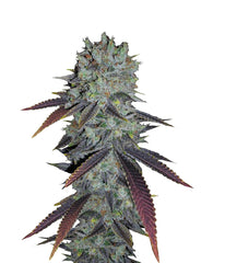 Fastberry Auto - 420 FastBuds