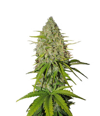 Grapefruit Auto - 420 FastBuds