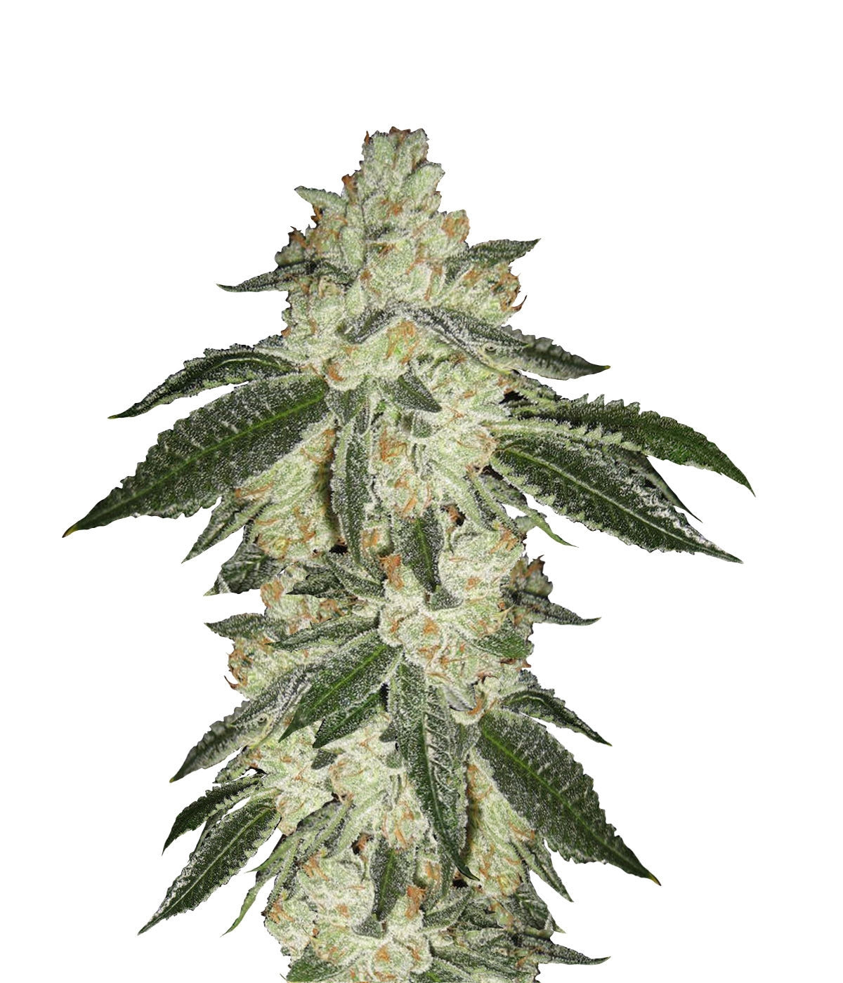 Green Crack Auto - 420 FastBuds