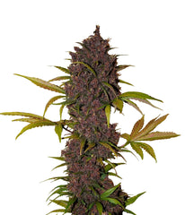 LSD-25 Auto - 420 FastBuds