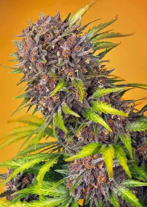 Diablo Rojo XL Auto SWEET SEEDS
