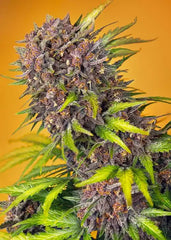Diablo Rojo XL Auto SWEET SEEDS