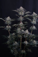 Mendo Frost Auto 420 FAST BUDS 3 SEEDS