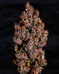 CRYSTAL METH AUTO - 420 FASTBUDS