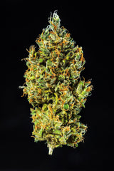 CALIFORNIAN SNOW AUTO - 420 FASTBUDS