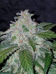 CALIFORNIAN SNOW AUTO - 420 FASTBUDS