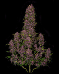 CRYSTAL METH AUTO - 420 FASTBUDS