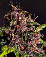 CRYSTAL METH AUTO - 420 FASTBUDS