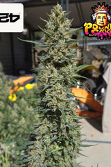 Pound Cake Auto Fast Buds 420 pack of 3