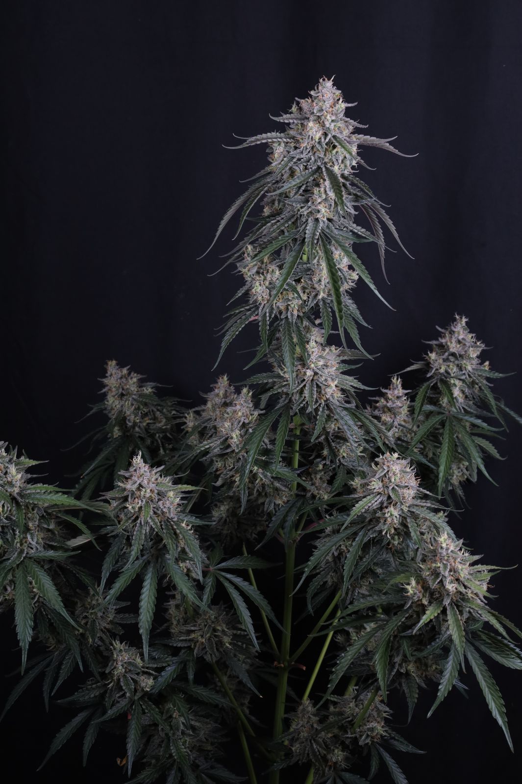 GMO Auto 420 FAST BUDS
