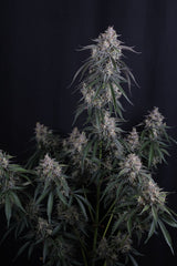 GMO Auto 420 FAST BUDS