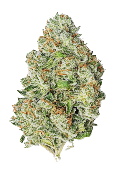 Gorilla Auto Fast Buds 420 pack of 3