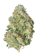 Gorilla Auto Fast Buds 420 pack of 3