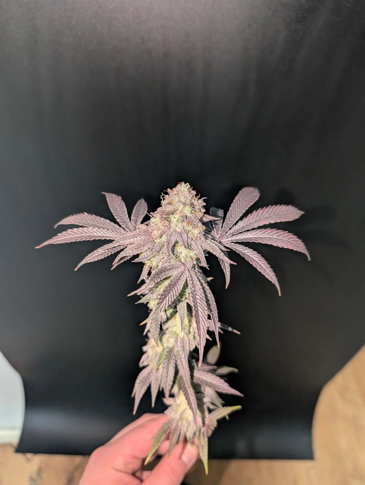 Garlic Mint Sherbet Fastbuds 420
