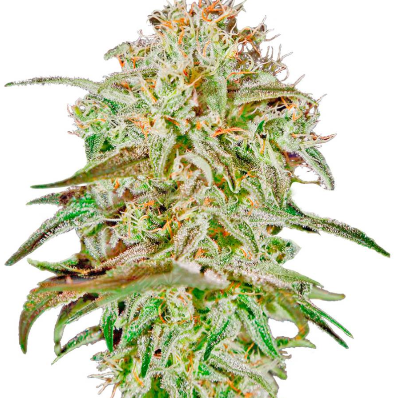 A.M.S. (FEMINISED) - GREEN HOUSE SEED CO