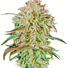 A.M.S. (FEMINISED) - GREEN HOUSE SEED CO