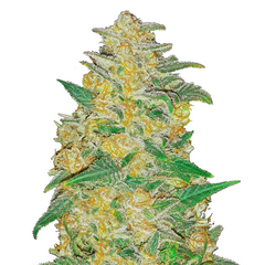 ORIGINAL AK AUTO - 420 FASTBUDS