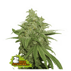 AK420 AUTO