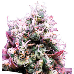 AMNESIA FLASH AUTO - ANESIA SEEDS
