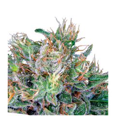 AMNESIA FLASH – ANESIA SEEDS
