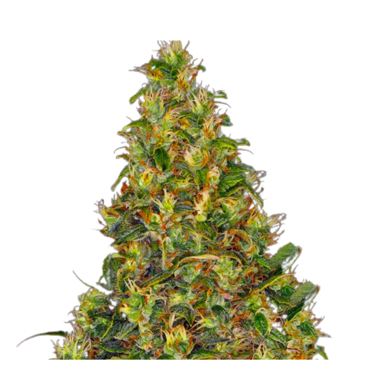 AMNESIA HAZE AUTO  - BARNEY’S FARM